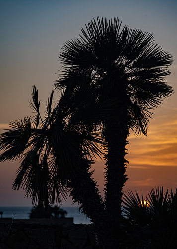 Palmen bei Sonnenuntergang