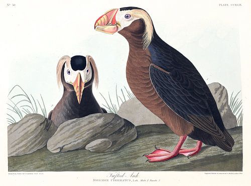 Kuifpapegaaiduiker