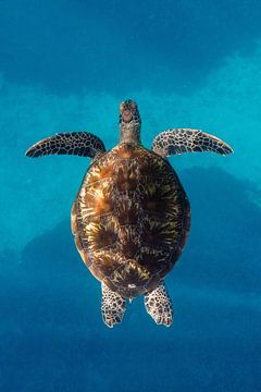Zwevende schildpad van Romy Oomen