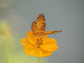 Luipaard vlinder van Henk Goossens