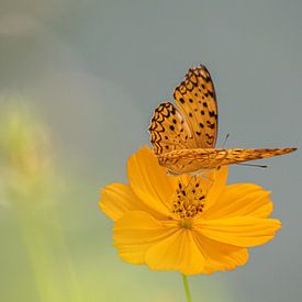 Papillon léopard sur Henk Goossens