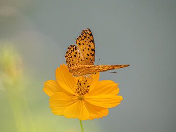 Luipaard vlinder van Henk Goossens
