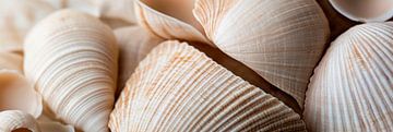 Schelpen in zachte tinten van Poster Art Shop