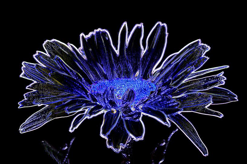 Middernacht bloem von Jolanta Mayerberg