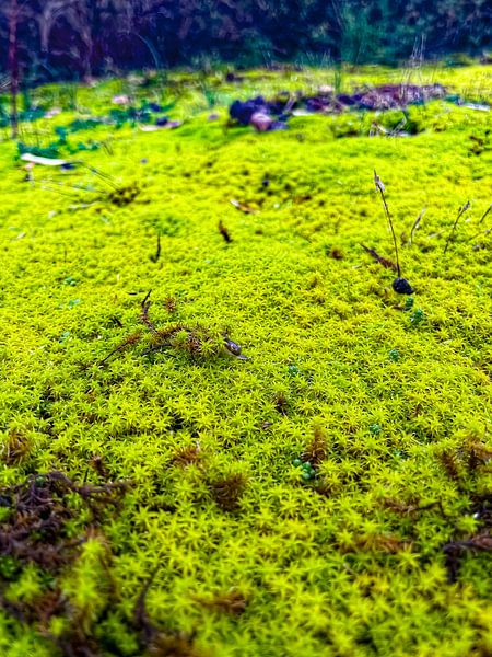 Micro Landscape by Truckpowerr