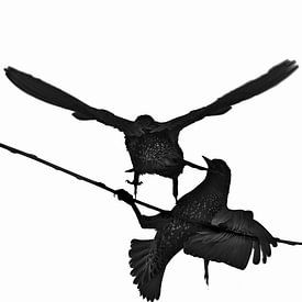 Between staying and leaving - starlings on a branch by Skarvaan by Benedict Gertz