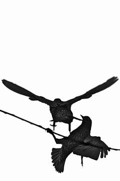 Between staying and leaving - starlings on a branch