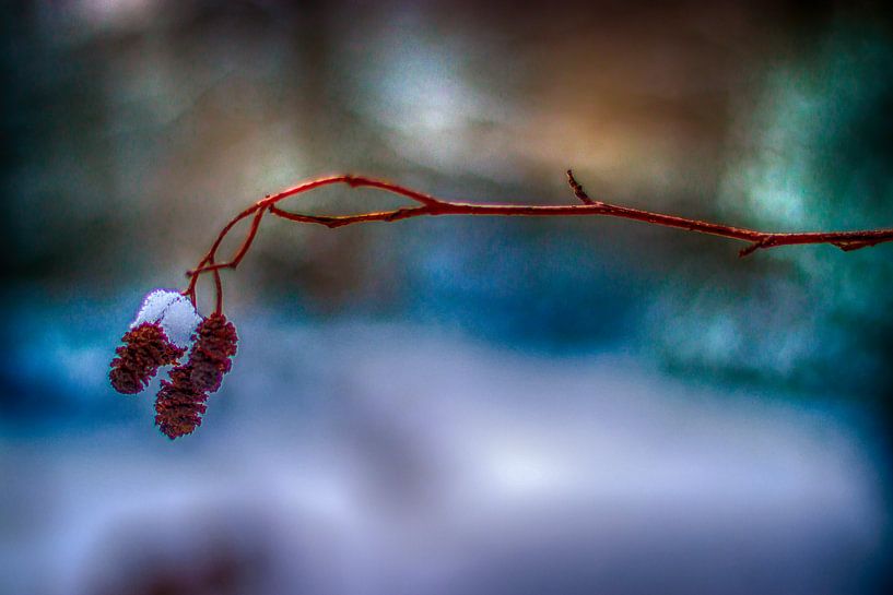 Surrealistische Natuur in de Veluwe by Liberty Biesma