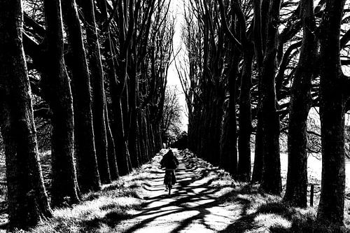 Silhouette of cyclist between rows of trees