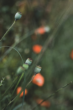 coquelicots