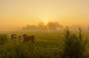 Koeien in mistige polder van Remco Van Daalen