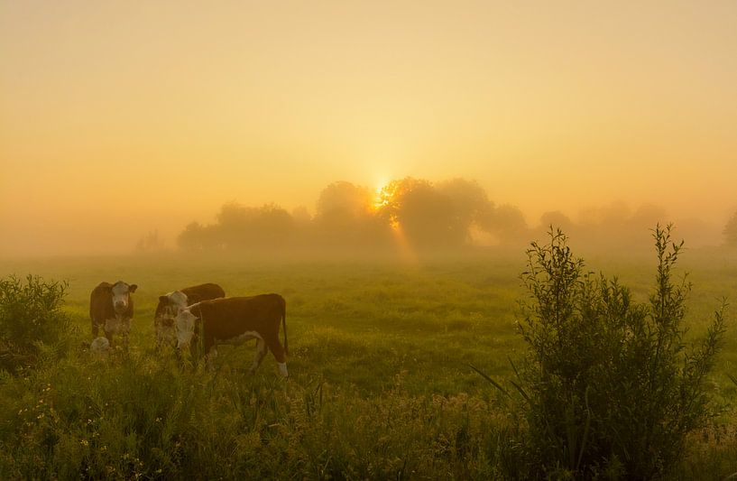 Kühe im nebligen Polder von Remco Van Daalen