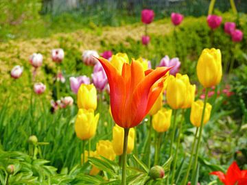 Farbenfrohe Frühlingsblumen mit roter Tulpe