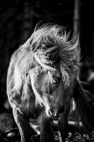 Pony in Silent Black and White Moment by Femke Ketelaar