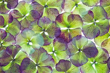 Hortensie (Hortensie-Makrophilie) von Carola Schellekens