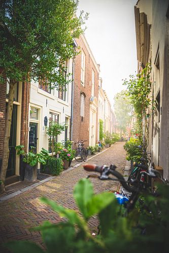 Summer alley in Haarlem