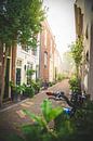 Summer alley in Haarlem by Creacas thumbnail