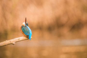 Kingfisher by Bart Vodderie