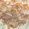 hortensia #4 van Hanneke Bantje