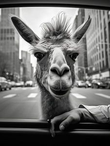 Ein Lama in New York | KI Fotografie