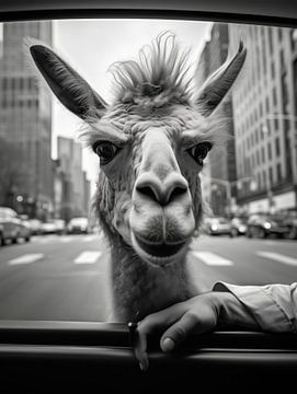 A llama in New York | AI Photography by Frank Daske | Foto & Design