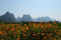 champ de fleurs à Guilin (Chine)