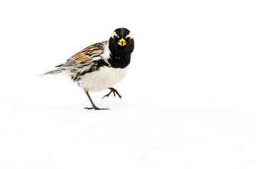 Bruant des glaces mâle dans la neige sur Beschermingswerk voor aan uw muur