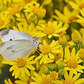 Vlinder witje tussen gele bloemen van SchoutenFoto