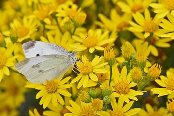 Vlinder witje tussen gele bloemen van SchoutenFoto