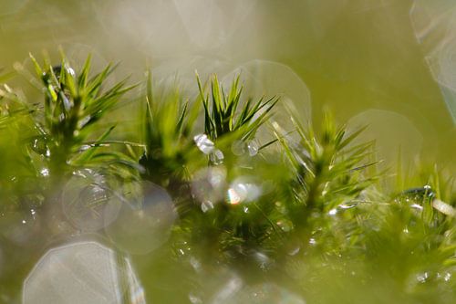 Mos met waterdruppels in tegenlicht