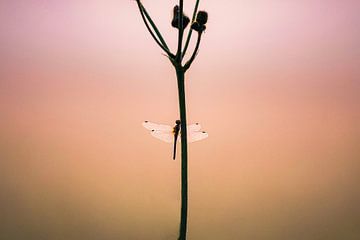 Libelle in de ochtendzon van Iris Lobregt