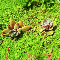 Utrecht - Oude Hortus 2 vetplanten in groene bodem