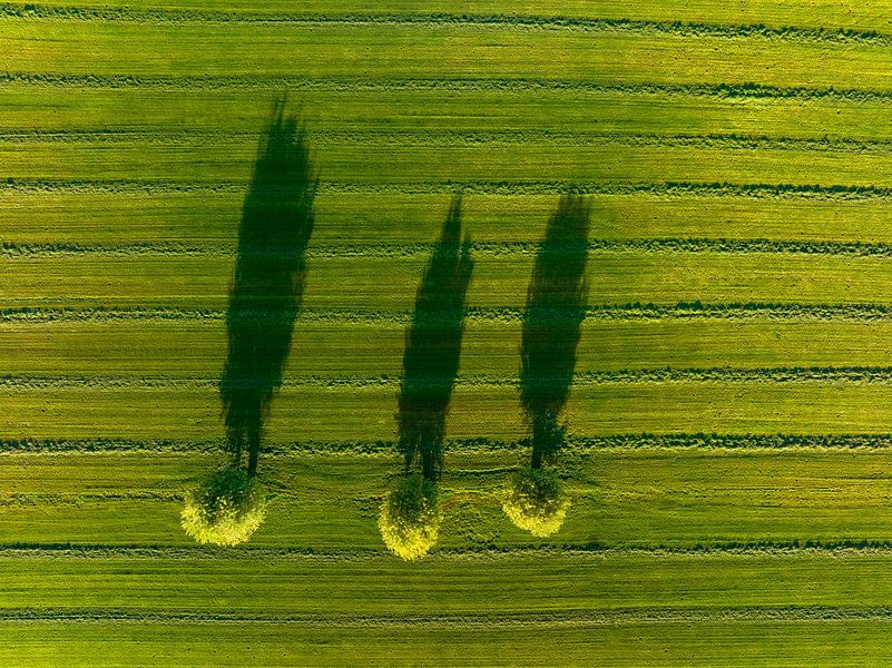 Saule dans une prairie fraîchement coupée, au lever du soleil. par Sjoerd van der Wal Photographie