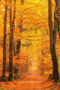 Path through a misty forest during a beautiful foggy autumn morning