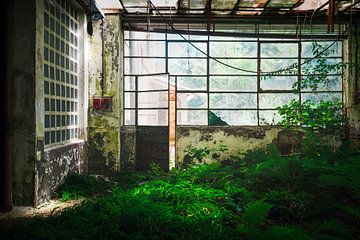 Verlaten Fabriekshal met Varens. van Roman Robroek - Foto's van Verlaten Gebouwen