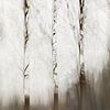 trees abstract by Ingrid Van Damme fotografie