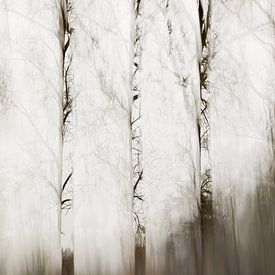 arbres abstraits sur Ingrid Van Damme fotografie
