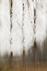 bomen abstract in het bos van Ingrid Van Damme fotografie