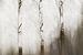 bomen abstract van Ingrid Van Damme fotografie