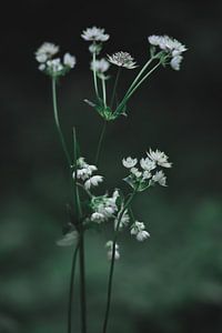 Zeeland-Knoten von Carla Van Iersel