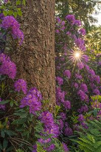 Flowering rhododendrons in the forest