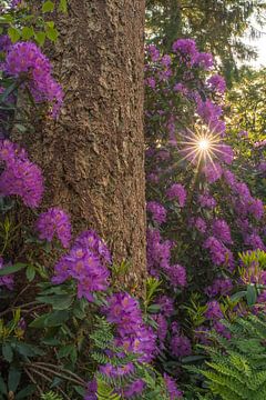 Flowering rhododendrons in the forest by Moetwil en van Dijk - Fotografie