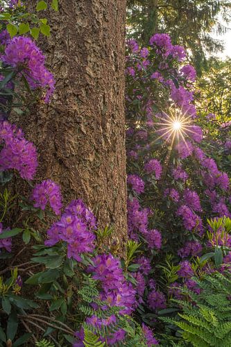 Bloeiende rododendrons in het bos