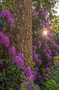Flowering rhododendrons in the forest by Moetwil en van Dijk - Fotografie thumbnail