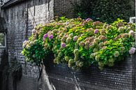mooie gekleurde hortensia op een oude zwarte muur van Patrick Verhoef thumbnail