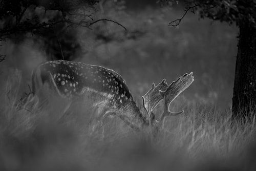 Fallow deer grazing (black and white)