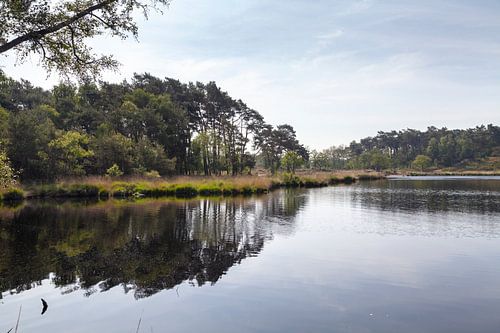 Mooie reflecties bij de Hatertse en Overasseltse Vennen