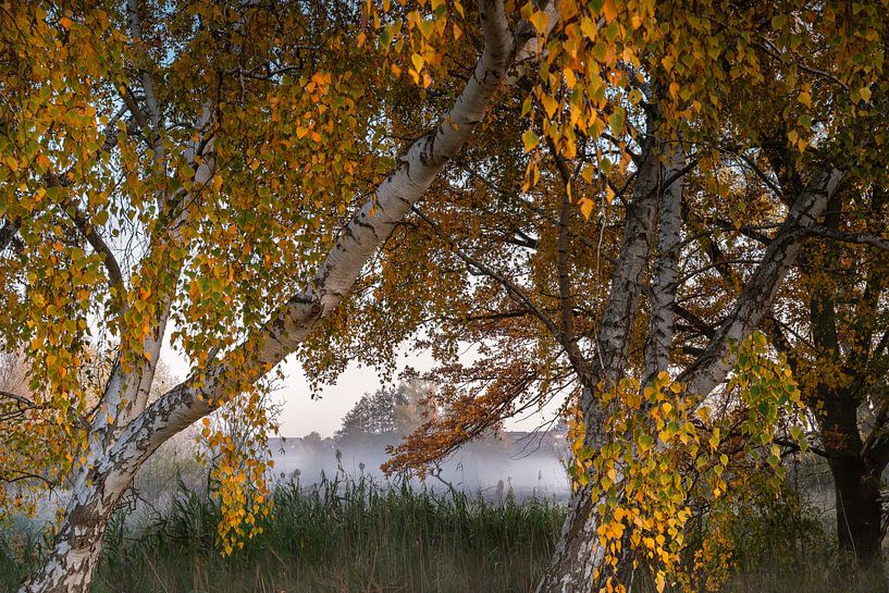 Brouillard entre les bouleaux par Marc-Sven Kirsch