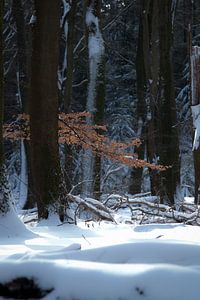 Speulderbos von AdV Photography