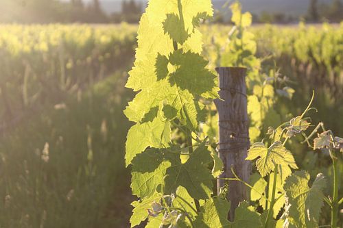 voorjaar in de wijnvelden